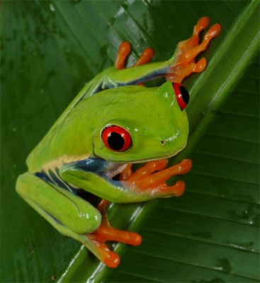 red-eye-tree-frog-7550-13.jpg